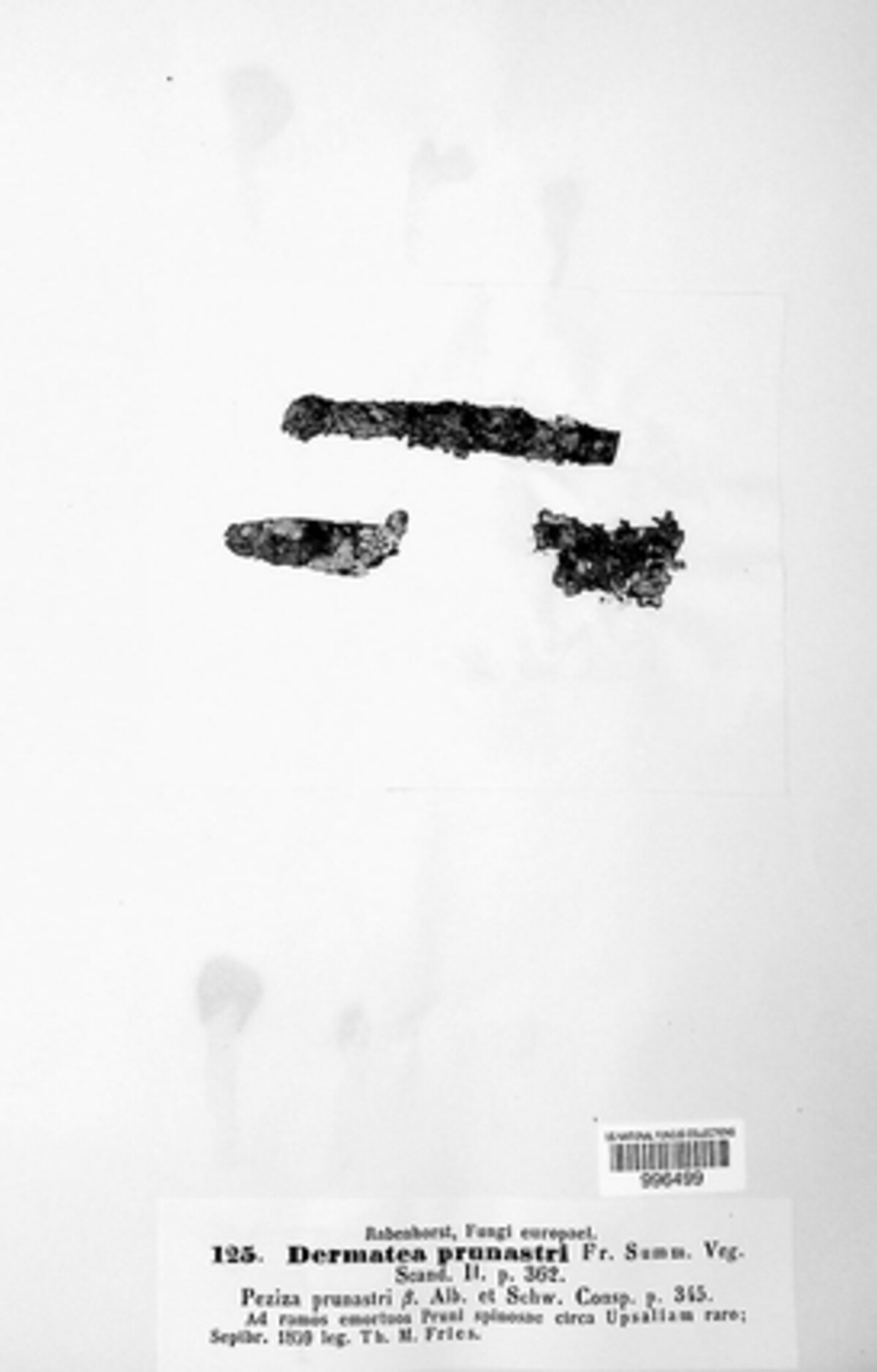 Tympanis prunastri image